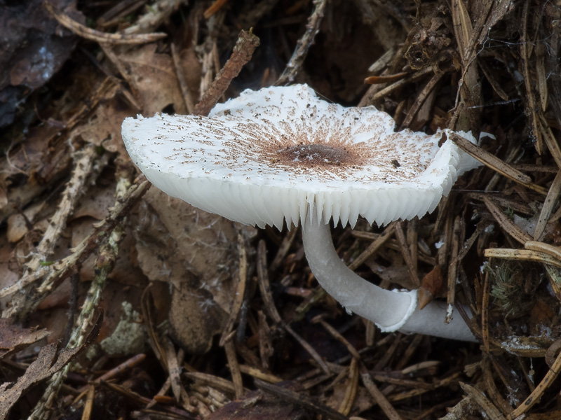 Leucoagaricus gauguei